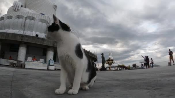 Cat Big Buddha Statue Maravija Boeddhabeeld Nakkerd Hill Phuket Thailand — Stockvideo