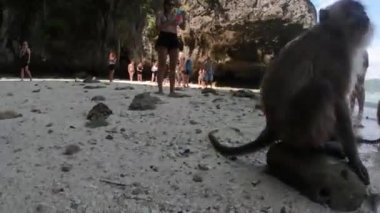 Turistler onlarla fotoğraf çekilirken pek çok Maymun sahilde oturup dinleniyor - Maymun sahili Phi Adası, Koh Phi Phi, Tayland 22 / 11 / 2019