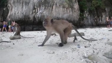 Bebek Maymun 'dan Sonra - Maymun Sahili Phi Adası, Koh Phi Phi, Tayland 22 / 11 / 2019