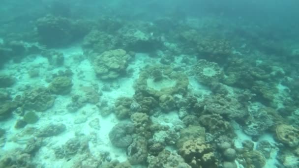 Recife Coral Cama Mar Claro Verde Watre Phi Phi Island — Vídeo de Stock