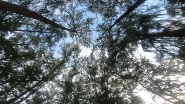 Indah Sudut Rendah Berputar Tembakan Dari Pohon Tinggi Melawan Langit — Stok Video