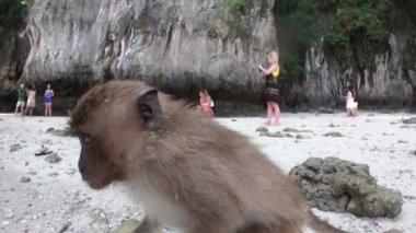 Maymun Sahilinde Oturan Maymun - Maymun Sahili Phi Adası, Koh Phi Phi, Tayland 22 / 11 / 2019