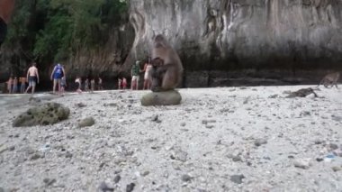 Maymun Yavru Maymunu Tutuyor - Maymun Sahili Phi Adası, Koh Phi Phi, Tayland 22 / 11 / 2019