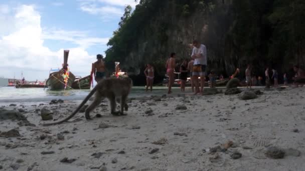 Monkey Walking Monkey Beach Low Angle Shot Monkey Beach Phi — Vídeos de Stock