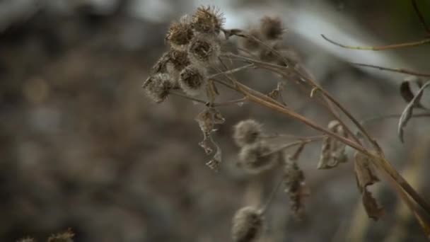 Widok z bliska na łopian rosnący na wietrze przed lasem. — Wideo stockowe