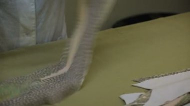 Bir kadın işçi hazırlanmış kalıpları kontrol eder. Dikişlerin boyut ve eşitliğini kontrol eder.