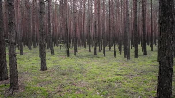 Natuur bosgeometrie. Bomen in het bos. Bosperspectief. — Stockvideo