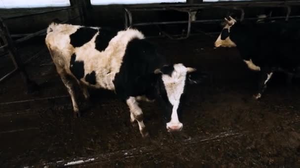 가축의 농장 생산. 더러운 우리에 있는 젖소들. — 비디오