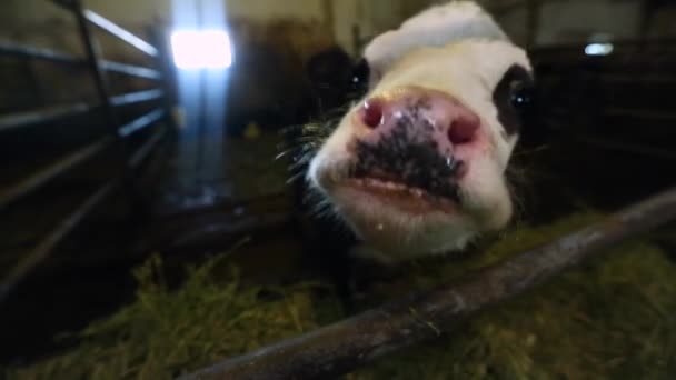 Egy kis cuki borjú fekszik a hé-ban. Szoros rálátás a tehénre. Állattenyésztés. — Stock videók