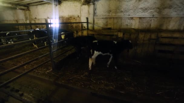 Molti vitelli nel fienile. Allevamento di mucche. Produzione animale. — Video Stock