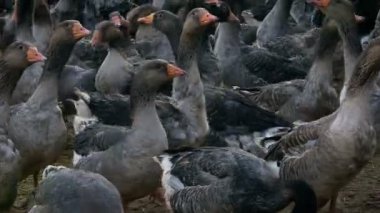 Kışın açık alanda kazların bakımı. Kuş çiftliği. Yakın görünüm.