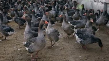 Kışın açık alanda kazların bakımı. Kuş çiftliği.