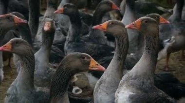 Kışın açık alanda kazların bakımı. Kuş çiftliği. Yakın görünüm.
