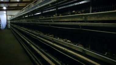 Tavuk fabrikası. Kafesteki tavuk üretimi. Kümes hayvanları çiftliği. Tavuklar yumurtluyor..