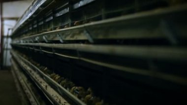 Tavuk fabrikası. Kafesteki tavuk üretimi. Kümes hayvanları çiftliği. Tavuklar yumurtluyor..