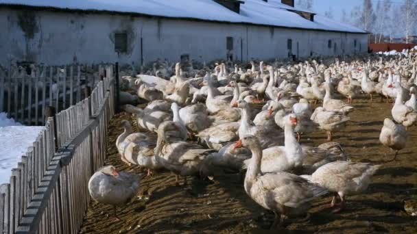鹅的繁殖。养鸡场. — 图库视频影像