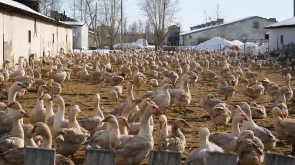 Libatenyésztés. Madárgazdaság. — Stock videók