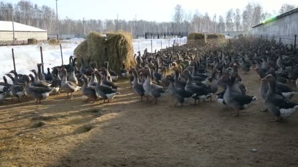 Уход за гусями зимой на открытом пространстве. Птицеферма . — стоковое видео