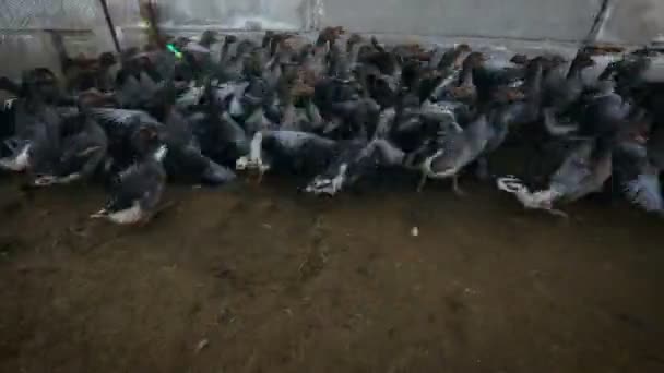 Manutenção de gansos no inverno em espaço aberto. Exploração de aves . — Vídeo de Stock