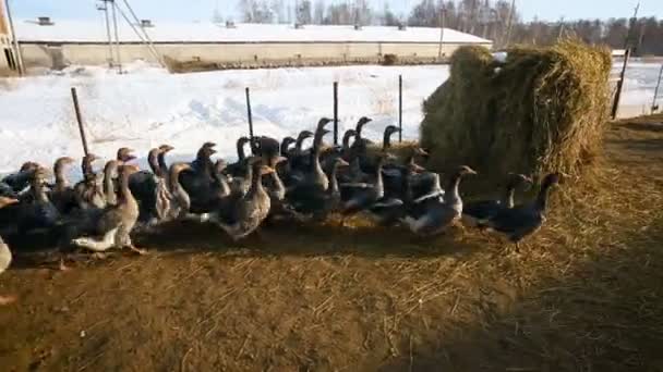 Underhåll av gäss på vintern i öppna ytor. Fågelgård. — Stockvideo