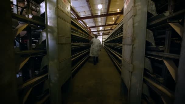 Fabbrica di pollo. Produzione di pollo in gabbia. Fornitura di allevamento avicolo. — Video Stock