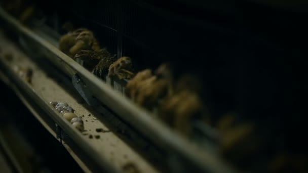 Une usine de poulet. Production de poulet en cage. Ferme avicole. Poules pondeuses. — Video