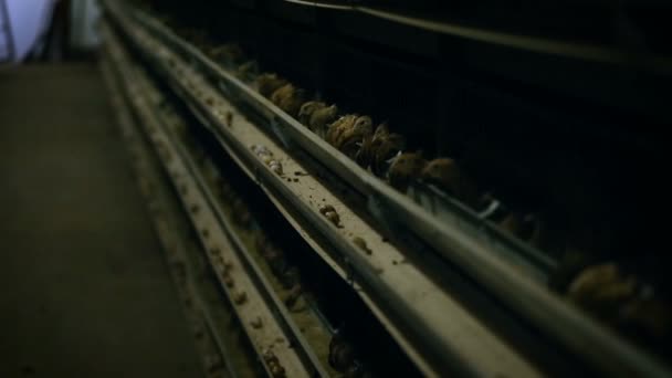 Kycklingsfabrik. Produktion av burkyckling. Fjäderfäuppfödning. Värphöns. — Stockvideo