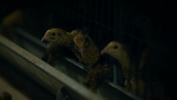 Fábrica de pollo. Producción de pollo enjaulado. Granja avícola. Gallinas ponedoras . — Vídeo de stock