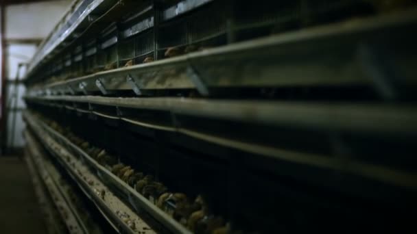 Kippenfabriek. Kippenproductie in kooien. Pluimveehouderij. Legkippen. — Stockvideo