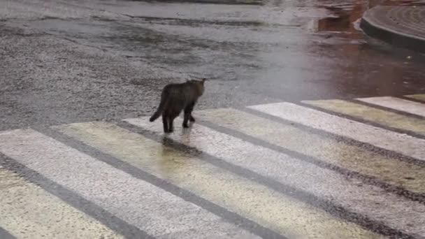 Close-up zicht op een kat die de straat oversteekt. — Stockvideo