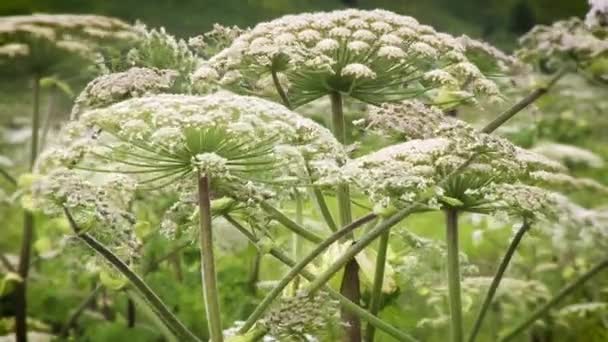 Vista prospectiva de um campo de hogweed florescendo. — Vídeo de Stock