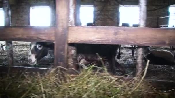 Closeup view of a fenced sheeps in the barn. — Stock Video