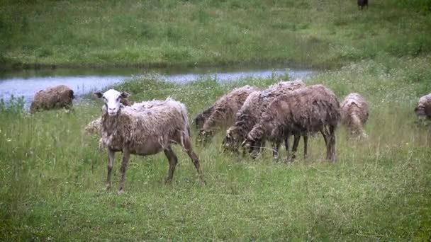 Vista de perto de uma ovelha selvagem em um buraco de água. — Vídeo de Stock