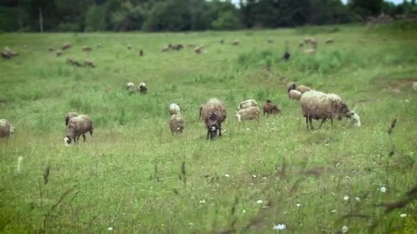 Visão de perspectiva de ovelhas em um pasto na natureza. — Vídeo de Stock