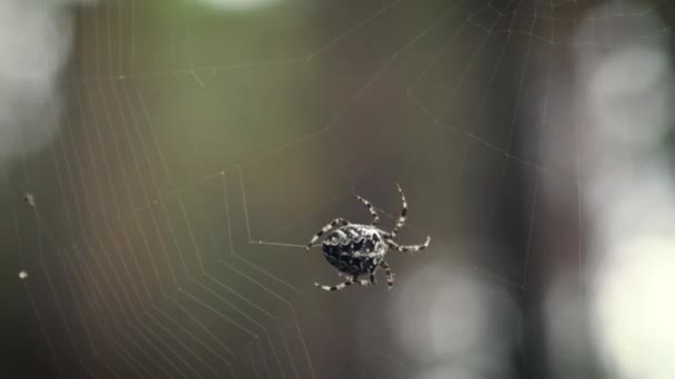 Closeup view of a spider weaving the web in nature. — Stock Video