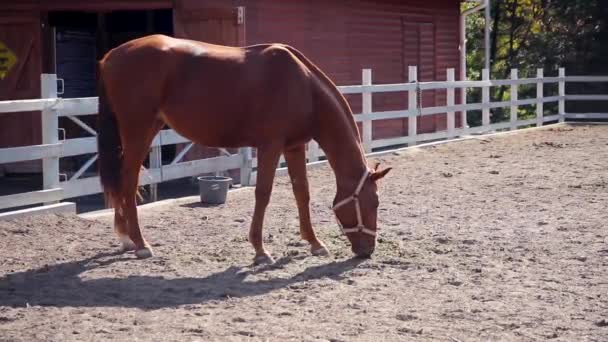 Домашній кінь їсть траву. Випасувати країну. Білий фон паркану. Сільський сарай . — стокове відео