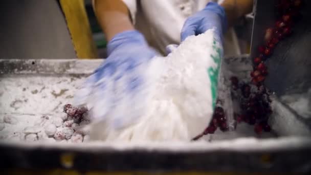 Fechar-se de mãos de funcionários em luvas que carregam o açúcar ao transportador com oxicoco. — Vídeo de Stock