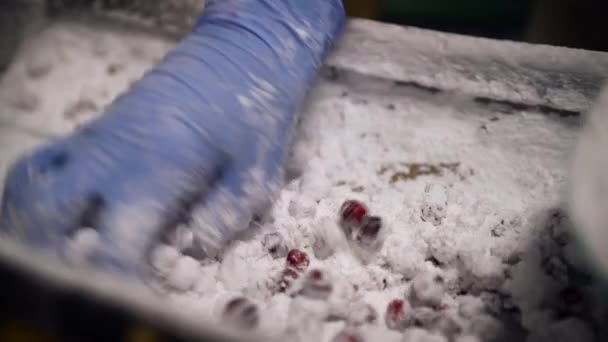 Detailní záběr rukou v rukavicích míchání brusinek v cukru na dopravníku. — Stock video
