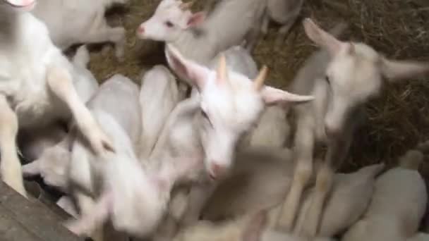 Młode kozy bawią się w stajni. Zamknij widok z wewnątrz. — Wideo stockowe