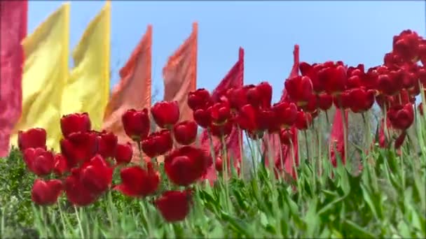 Закройте красные тюльпаны напротив разноцветных флагов на ветру. Снаружи. — стоковое видео