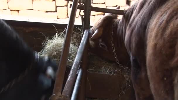 Sluiten van koeien in stal die hooi eten. Dorpslandbouw. — Stockvideo
