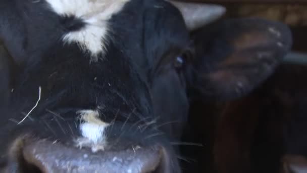 Närbild av en ko kalv ansikte i stabil. Slicka på en kamera. — Stockvideo