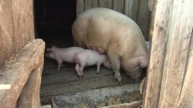 Temiz bir ahırda küçük domuzcukları olan anne domuzun yakın görüntüsü..
