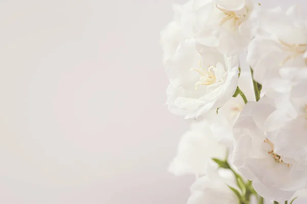 Biały Kwiat Białym Tle Biały Kwiat Zbliżenie Ślub Abstrakcyjne Tło — Zdjęcie stockowe