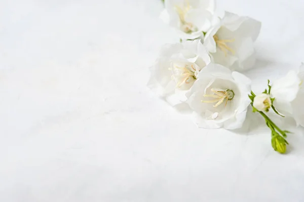Streszczenie Wiosna Sezonowy Tło Białych Kwiatów Naturalny Obraz Kwiatowy Wielkanoc — Zdjęcie stockowe