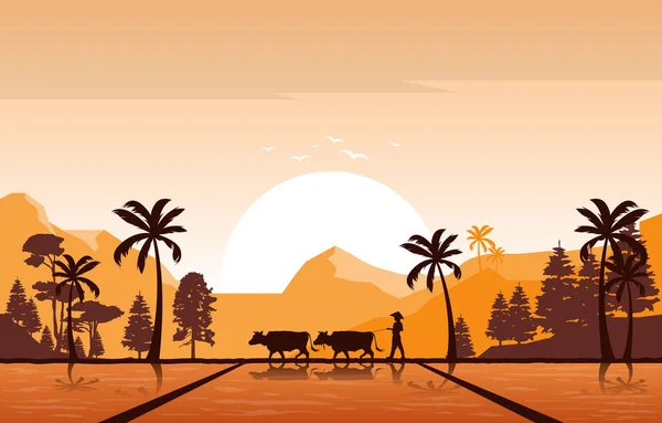 Golden Sunrise Campo Arroz Asiático Paddy Plantation Agricultura Ilustração — Vetor de Stock