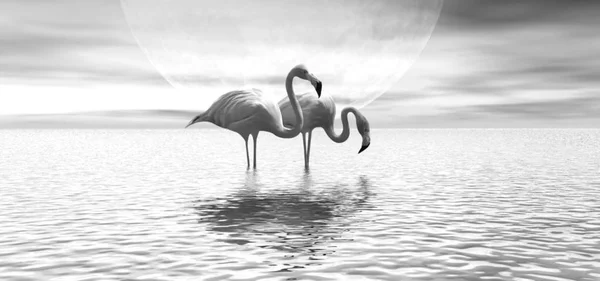 Ψηφιακή Τρισδιάστατη Απεικόνιση Μαύρο Και Άσπρο Φλαμίνγκο Στο Νερό Κατά — Φωτογραφία Αρχείου