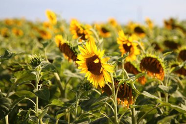 Ayçiçeği bir yaz gününde