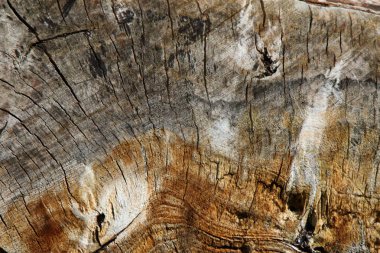 Kütük çatlamış, odun kesmiş, ağaç halkaları