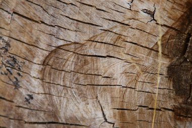 Kütük çatlamış, odun kesmiş, ağaç halkaları